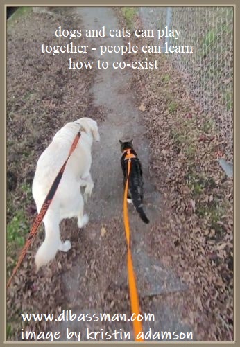 dogs and cats play together