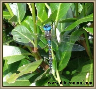 dragonfly
